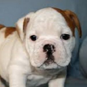 Meet your Posher, Thomas